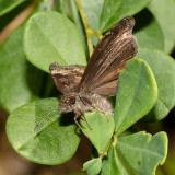 Wild Indigo Duskywing laying eggs - Erynnis baptisiae