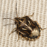 Trichopepla semivittata