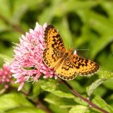 Silver-bordered Fritillary - Boloria selene