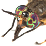 Chrysops univittatus