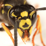 Vespula vidua (Ground Hornet)