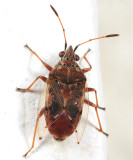 Birch Catkin Bug - Kleidocerys resedae