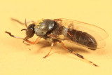 Simulium sp.