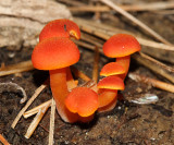 Hygrocybe miniata