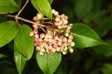  Wild Raisin - Viburnum nudum 