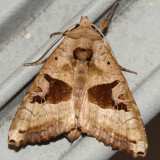 9547 - Brown Angle Shades - Phlogophora periculosa