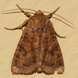 9373 - Yellow Three-Spot - Apamea helva