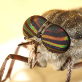 Hybomitra microcephala
