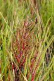 Slender Grasswort - Salicornia europaea