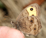 Common Wood Nymph - Cercyonis pegala