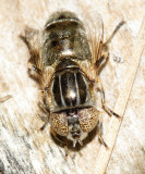 Eristalinus aeneus