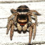 Habronattus borealis