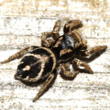 Jumping Spiders - Genus Habronattus