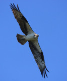 Osprey - Pandion haliaetus