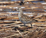 Least Sandpiper - Calidris minutilla
