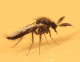 Forcipomyia sp.