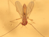 Hydrachnidia - Water Mites