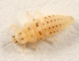 Twenty-Spotted Lady Beetle larva - Psyllobora vigintimaculata (larva)