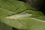 Narrow-winged Tree Cricket - Oecanthus niveus (male)