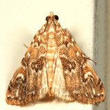 4751 - Waterlily Borer Moth - Munroessa gyralis