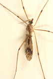 Tipula hermannia