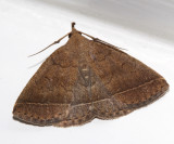 8353 - Wavy-lined Zanclognatha - Zanclognatha jacchusalis (formerly Zanclognatha ochreipennis)