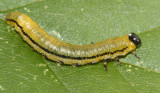 Striped Alder Sawfly - Hemichroa crocea