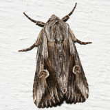 9582 - Gray Half-Spot - Nedra ramosula