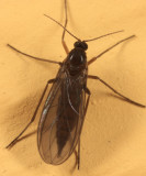 Dark-winged Fungus Gnat - Sciaridae