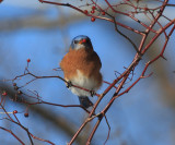 Eastern Bluebird - Sialia sialis