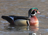 Wood Duck - Aix sponsa