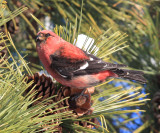 White-winged Crossbill - Loxia leucoptera (male)