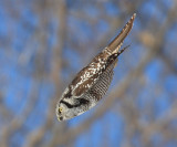 Northern Hawk Owl - Surnia ulula