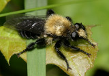 Laphria flavicollis