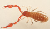 Pseudoscorpion