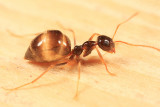 False Honey Ant - Prenolepis imparis