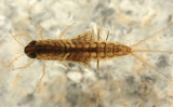 Siphlonurus mirus