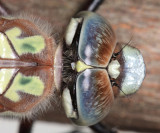 Cyrano Darner - Nasiaeschna pentacantha