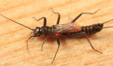Allocapnia pygmaea