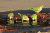 Monk Parakeet - Myiopsitta monachus