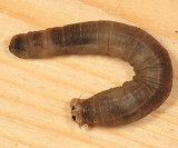 Tipula sp.