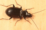 Agonum sp.