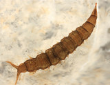 Watersnipe Fly larva - Atherix lantha