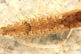 Cleftfooted Minnow Mayfly (Metretopodidae) - Siphloplecton basale