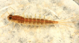 Cleftfooted Minnow Mayfly (Metretopodidae) - Siphloplecton sp.