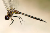 Williamson's Emerald - Somatochlora williamsoni (female)