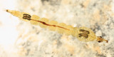 Phantom Midge larva - Chaoborus sp.