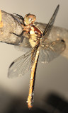 Slaty Skimmer - Libellula incesta