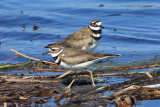 Killdeer - Charadrius vociferus