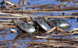 Painted Turtles - Chrysemys picta